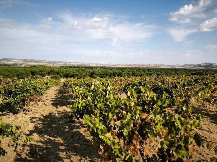 Tresmano, Castillo de Peñafiel, Dehesa de los Canónigos. Vino, bodegas, cultura y turismo en La Milla de Oro