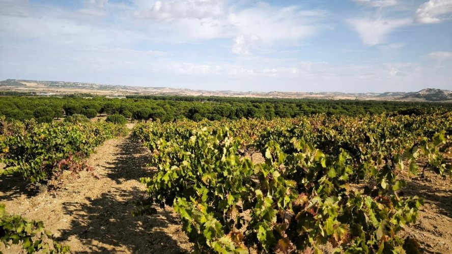 Tresmano, Castillo de Peñafiel, Dehesa de los Canónigos. Vino, bodegas, cultura y turismo en La Milla de Oro